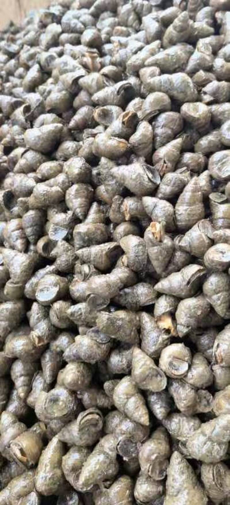 塘口直供一手货源价格低货量大全国能发剪尾螺薄壳肉多饱满