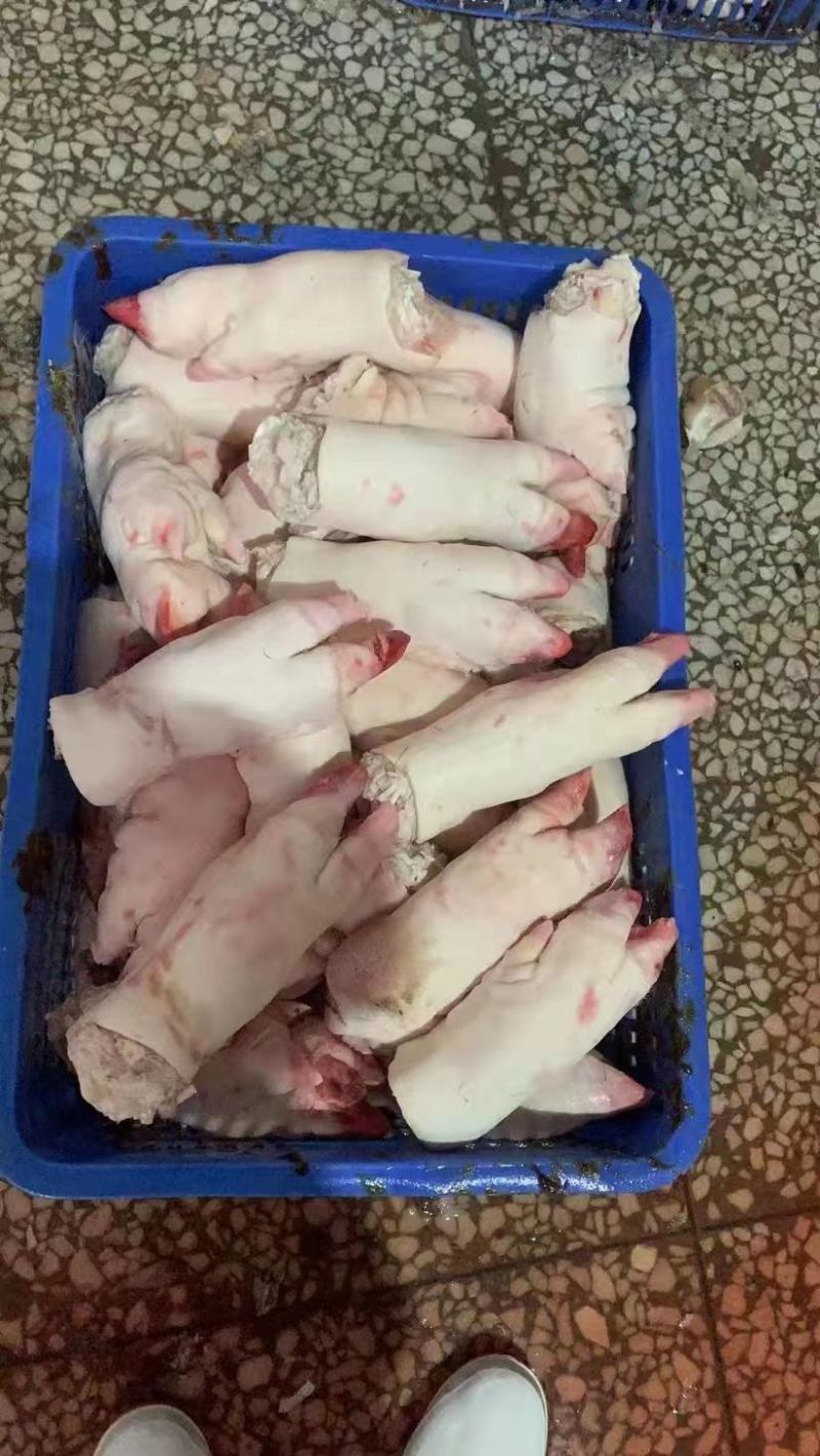母猪蹄