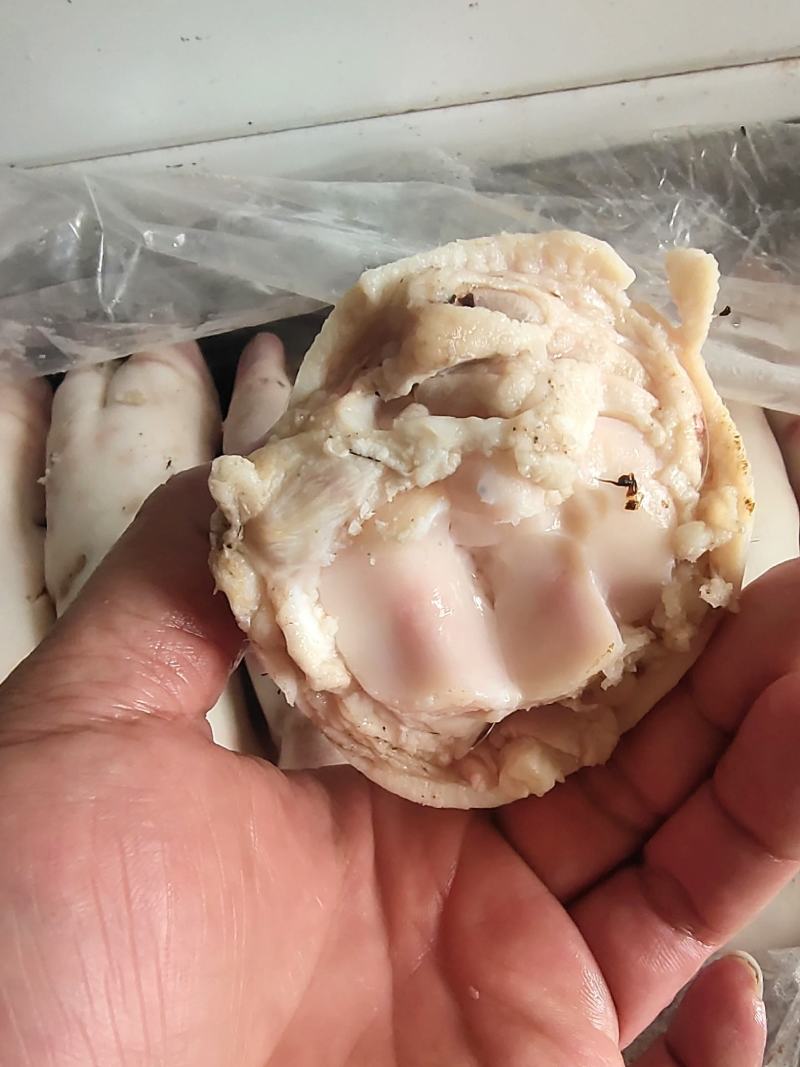 母猪蹄