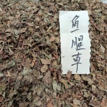 大货鱼腥草长年批发零售价格美丽无公害，货源充足，量大
