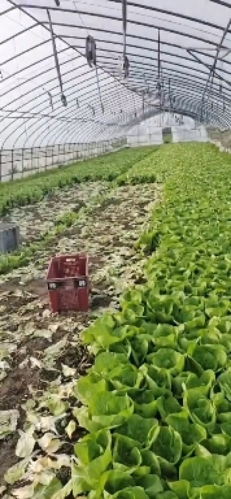 上海青，杭白菜，广东菜心，芥兰