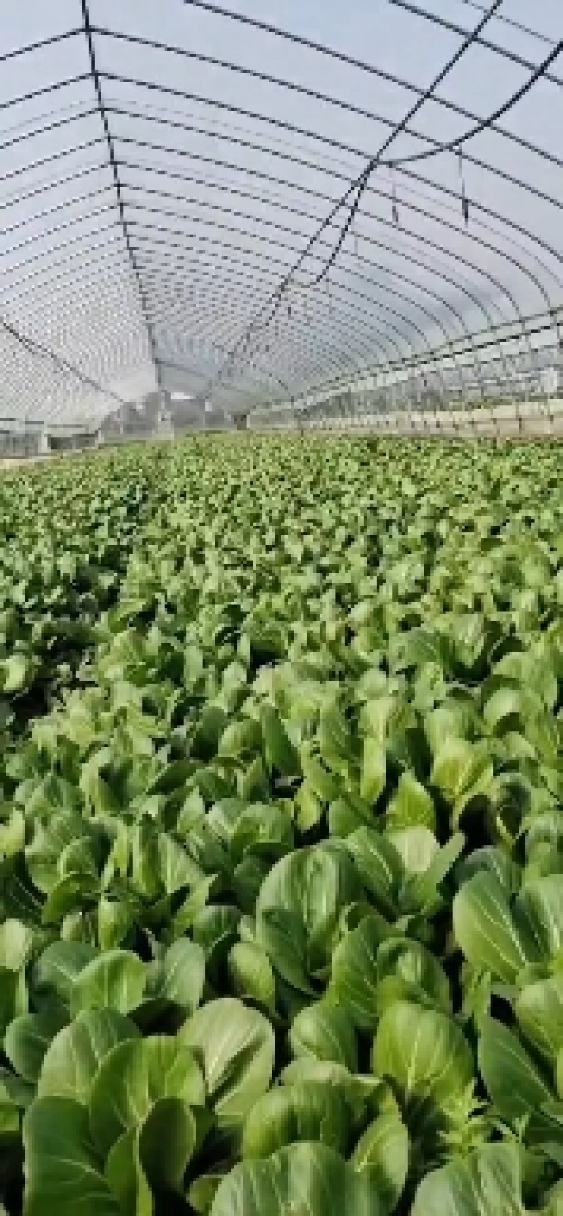 上海青，杭白菜，广东菜心，芥兰