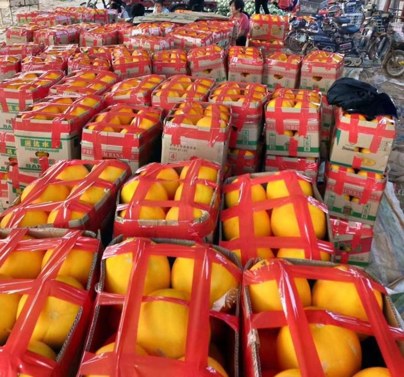 莘县久红瑞，瑞红黄皮甜瓜已上市，大量供应，整车代收，代发