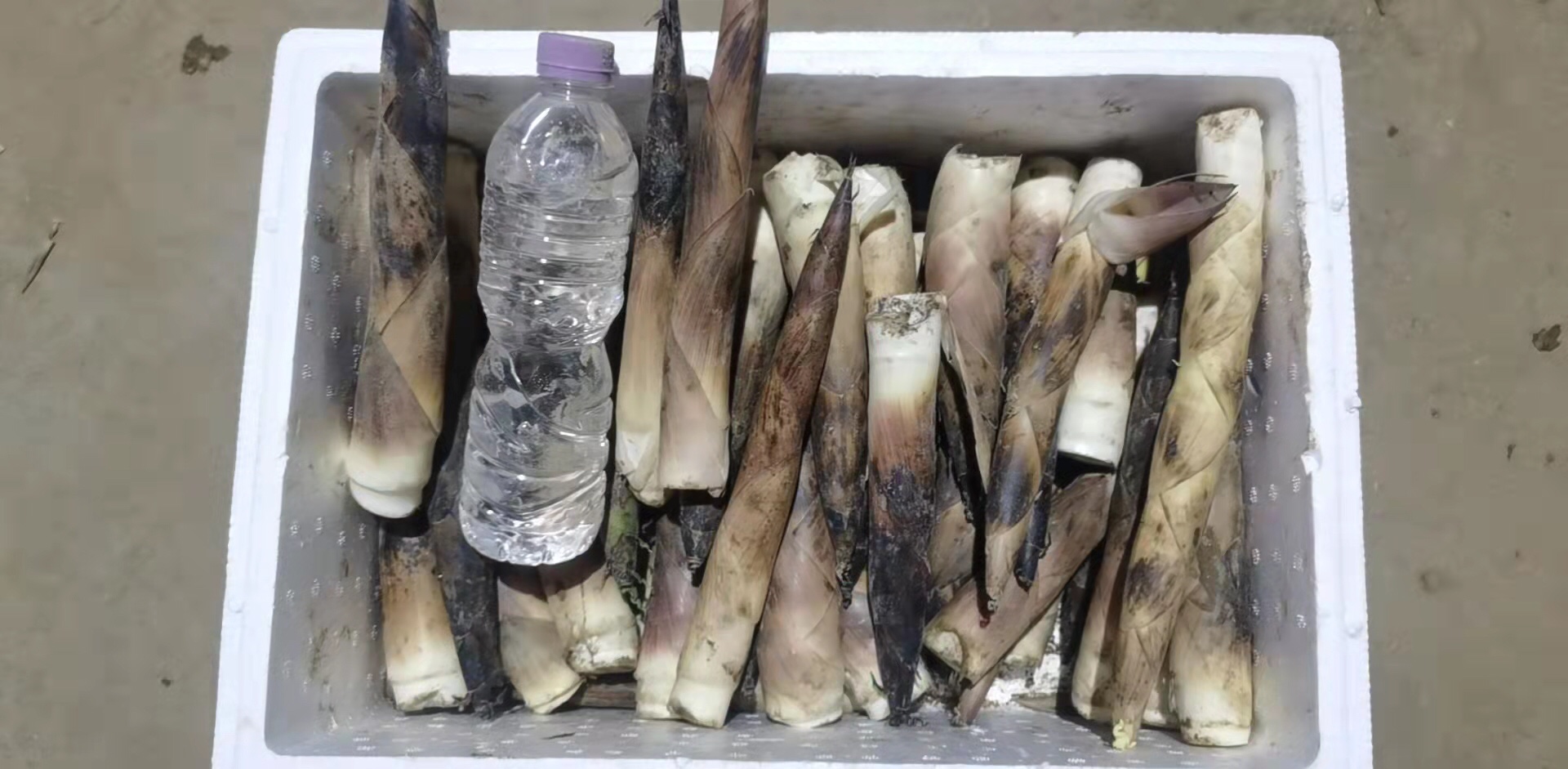 竹笋放入保鲜盒准备冷藏