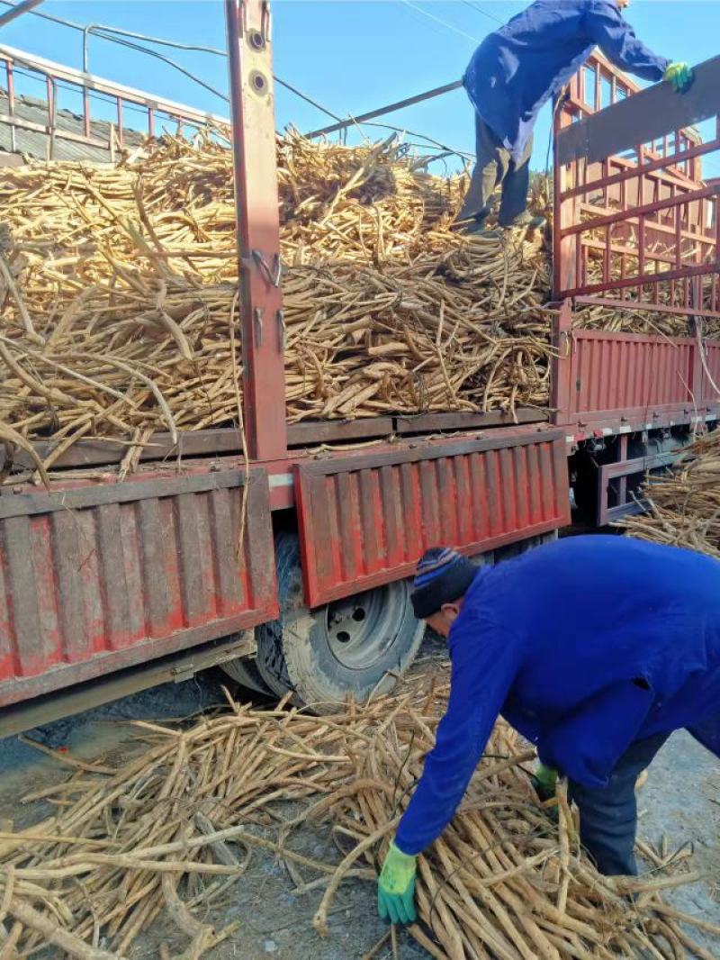 贵州产地中药材川木通鸡挂藤产地直发