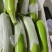 【精品】河北邯郸永年西葫芦大量上市质量好长期供货实力代收