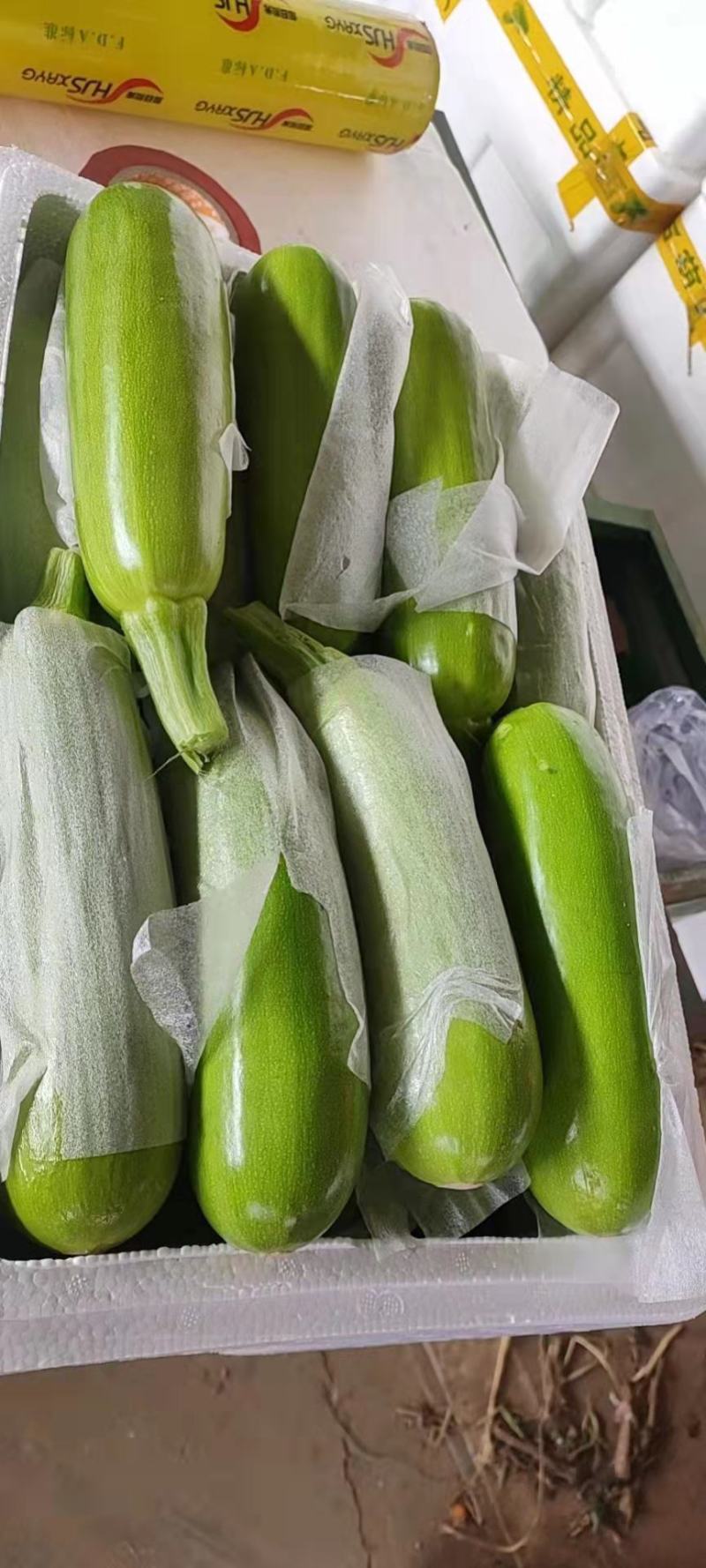 【精品】河北邯郸永年西葫芦大量上市质量好长期供货实力代收