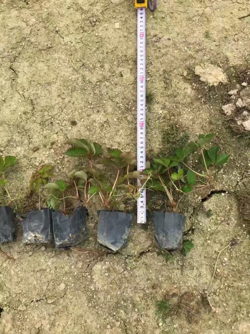 爬山虎（藤本植物)主要做立体绿化，年底叶子为艳红色