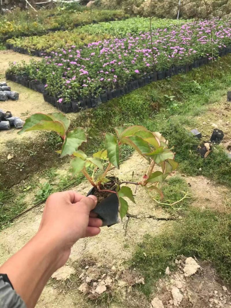 爬山虎（藤本植物)主要做立体绿化，年底叶子为艳红色