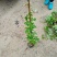 爬山虎（藤本植物)主要做立体绿化，年底叶子为艳红色