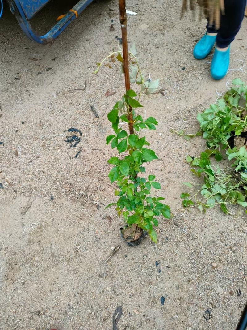 爬山虎（藤本植物)主要做立体绿化，年底叶子为艳红色
