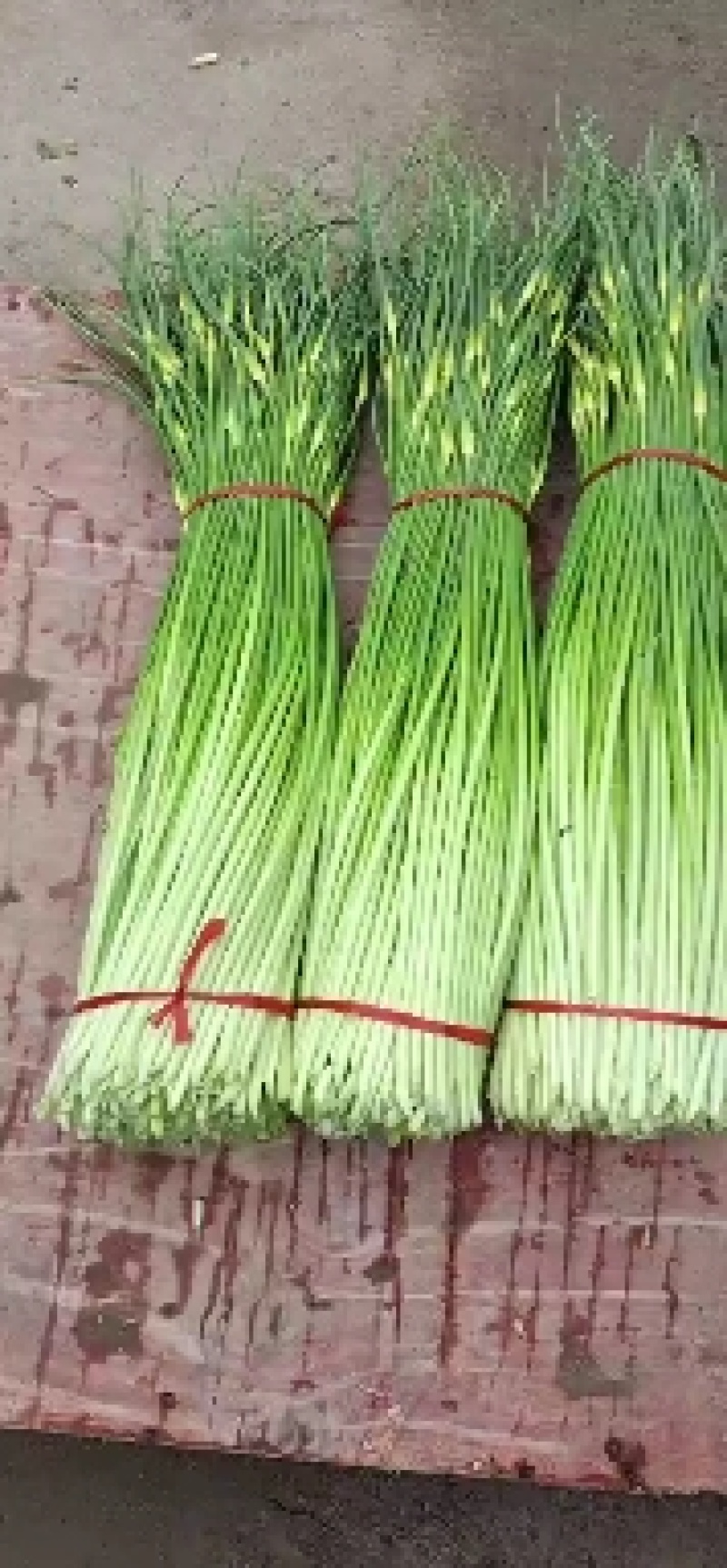 大量供应白帽蒜苔，有要的可以联系我