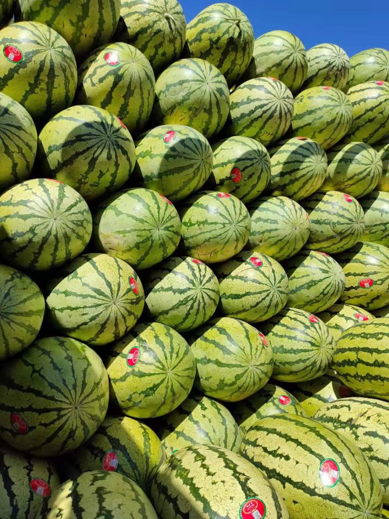 蒲城无仔金城五号无仔石头瓜也是蒲城独有品牌，瓜中之
