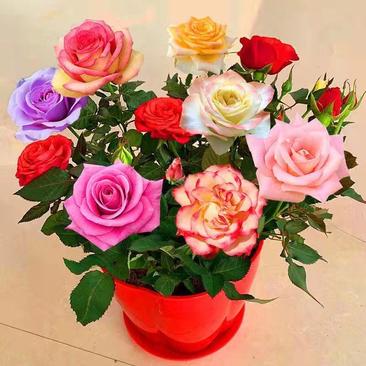 玫瑰花盆栽玫瑰花苗花卉四季开花欧洲月季带花苞蔷薇室内外阳