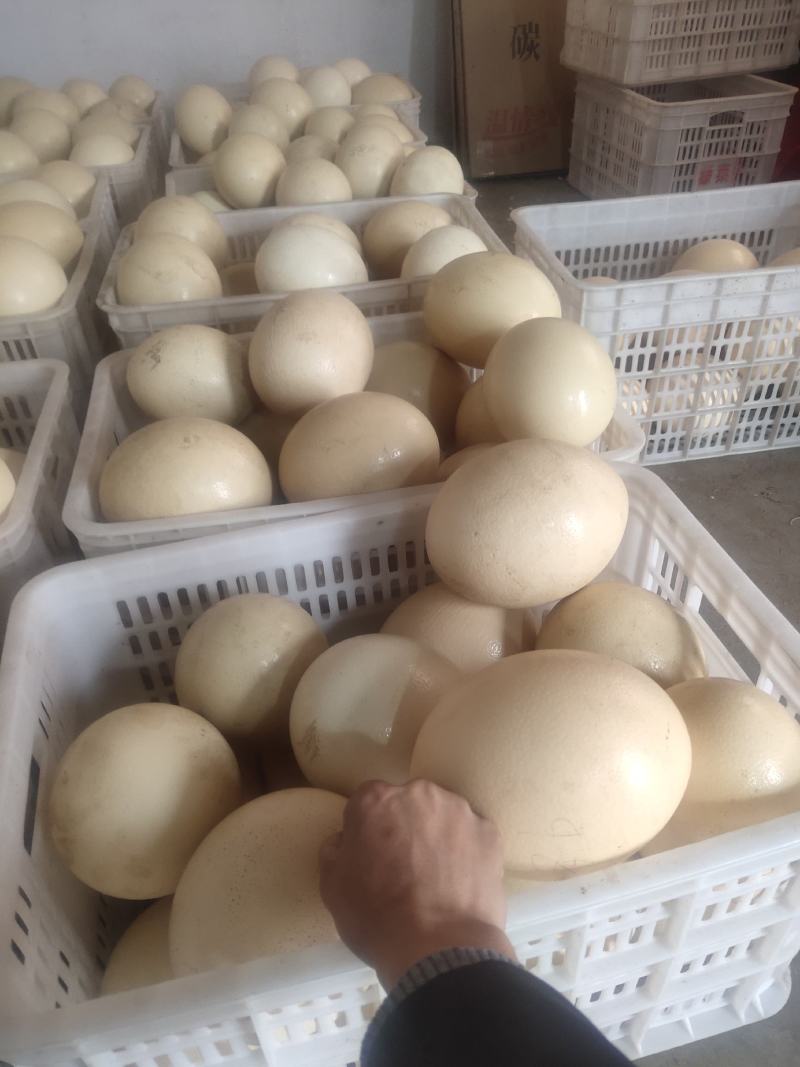 鸵鸟蛋，口感细腻，营养丰富.自家农场养殖.保证新鲜.