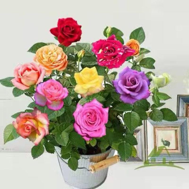 玫瑰花盆栽玫瑰花苗花卉四季开花欧洲月季带花苞蔷薇室内外阳