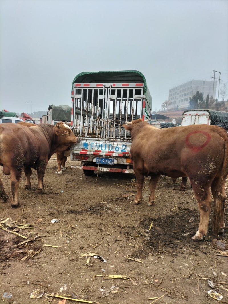 牛犊养殖基地自养自销自由挑选抗病强质量保障包成活包技术