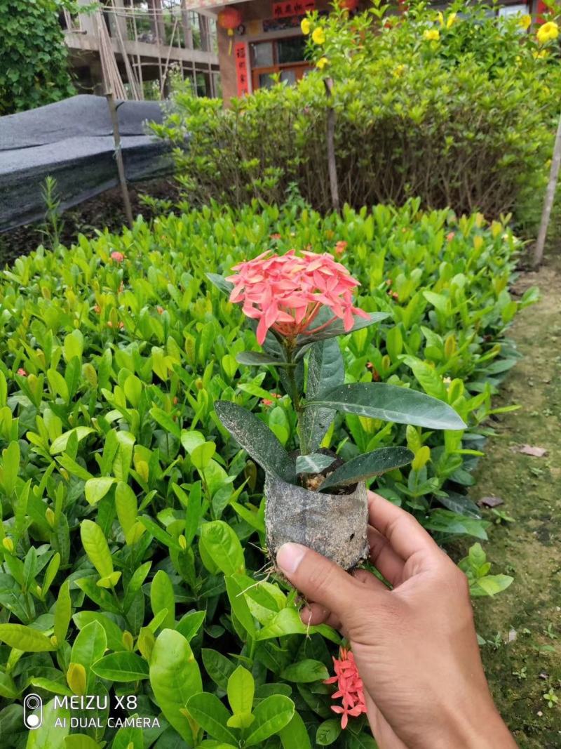 双色龙船花(花色为黄叶跟粉色)夏季花，漂亮而不失文雅