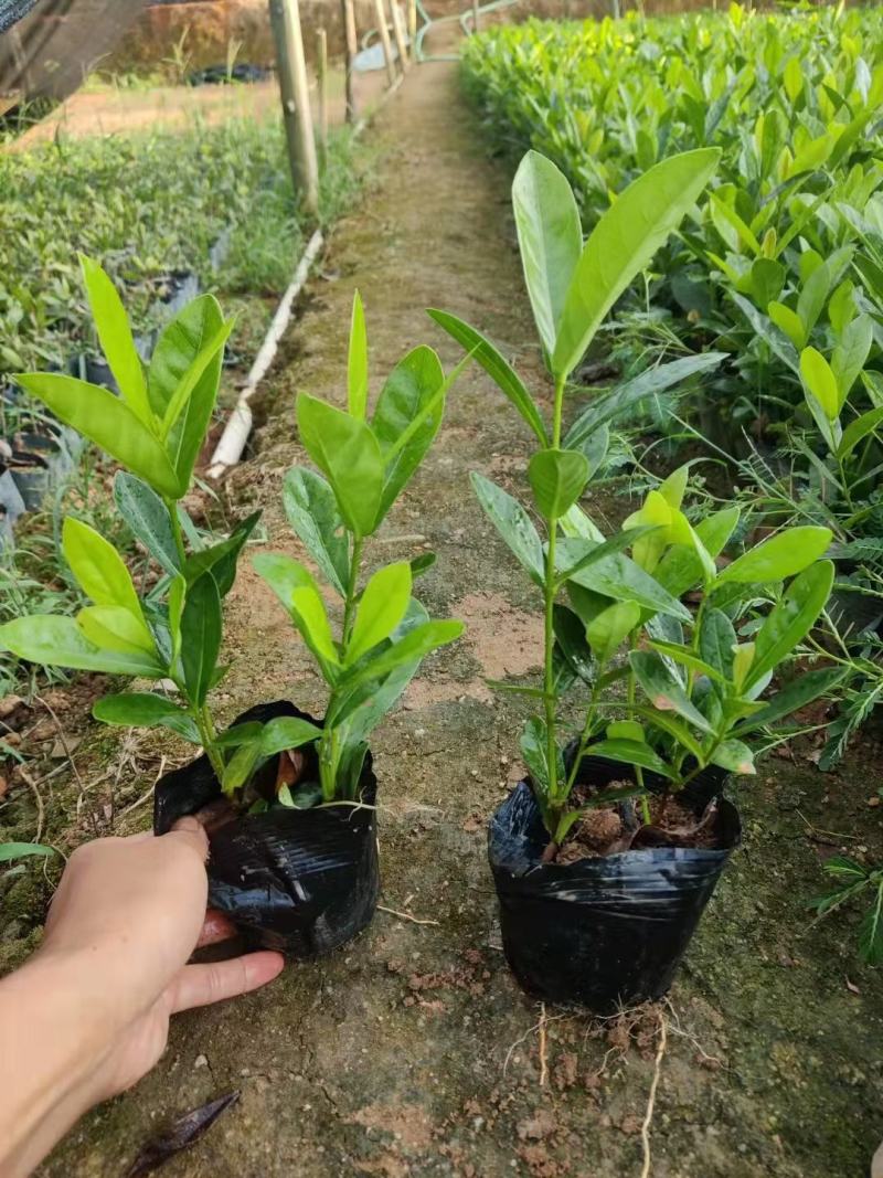 双色龙船花(花色为黄叶跟粉色)夏季花，漂亮而不失文雅