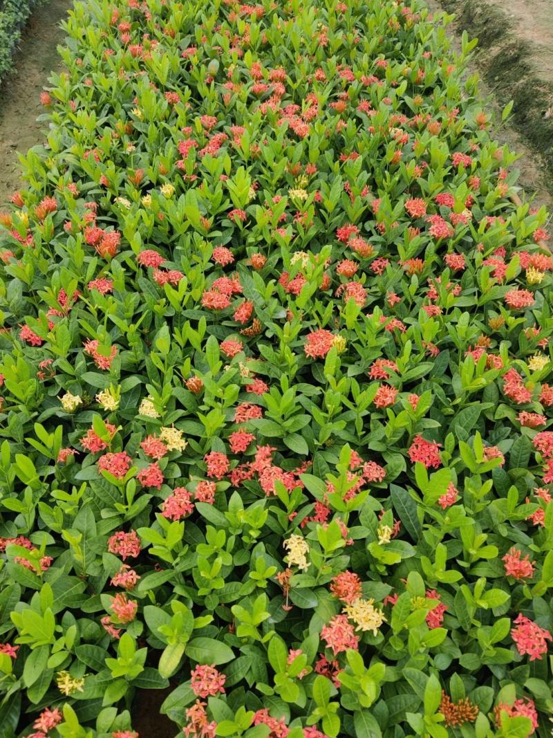 双色龙船花(花色为黄叶跟粉色)夏季花，漂亮而不失文雅