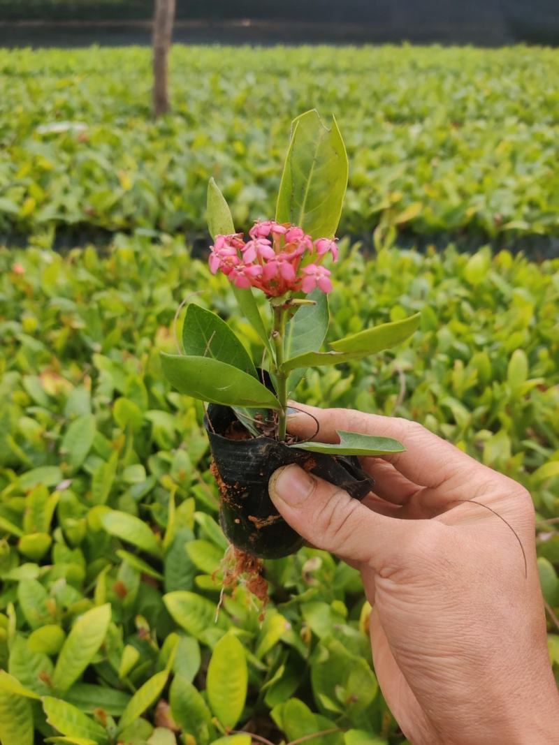 双色龙船花(花色为黄叶跟粉色)夏季花，漂亮而不失文雅