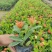 双色龙船花(花色为黄叶跟粉色)夏季花，漂亮而不失文雅