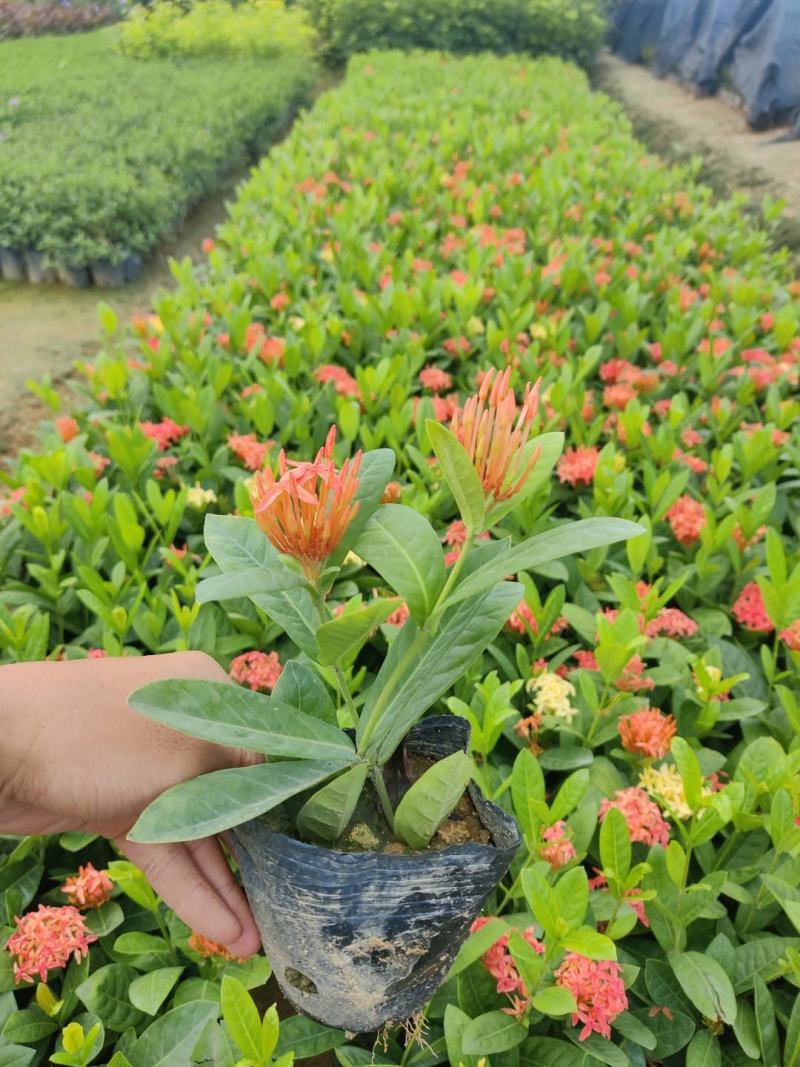 双色龙船花(花色为黄叶跟粉色)夏季花，漂亮而不失文雅