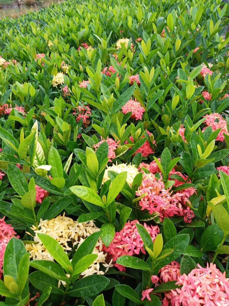 双色龙船花(花色为黄叶跟粉色)夏季花，漂亮而不失文雅