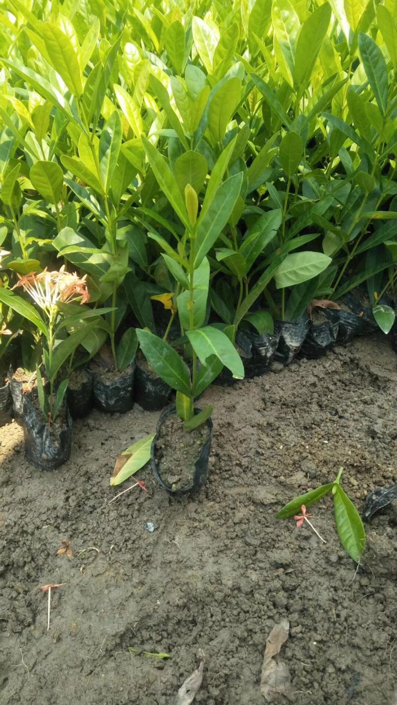 双色龙船花(花色为黄叶跟粉色)夏季花，漂亮而不失文雅