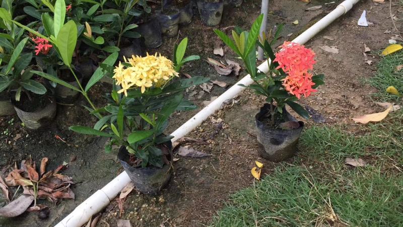 双色龙船花(花色为黄叶跟粉色)夏季花，漂亮而不失文雅