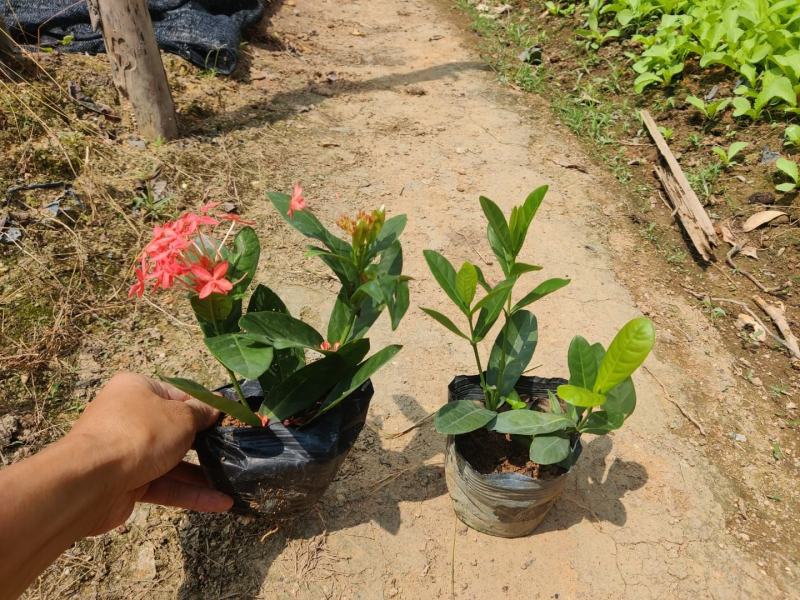 双色龙船花(花色为黄叶跟粉色)夏季花，漂亮而不失文雅