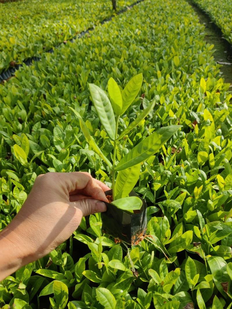 双色龙船花(花色为黄叶跟粉色)夏季花，漂亮而不失文雅