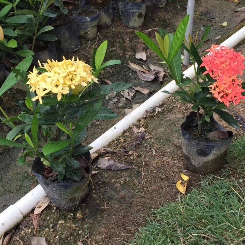 双色龙船花(花色为黄叶跟粉色)夏季花，漂亮而不失文雅
