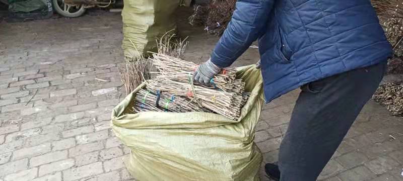 苹果卵枝，金蝉金蝉卵枝