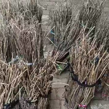 苹果卵枝，金蝉金蝉卵枝