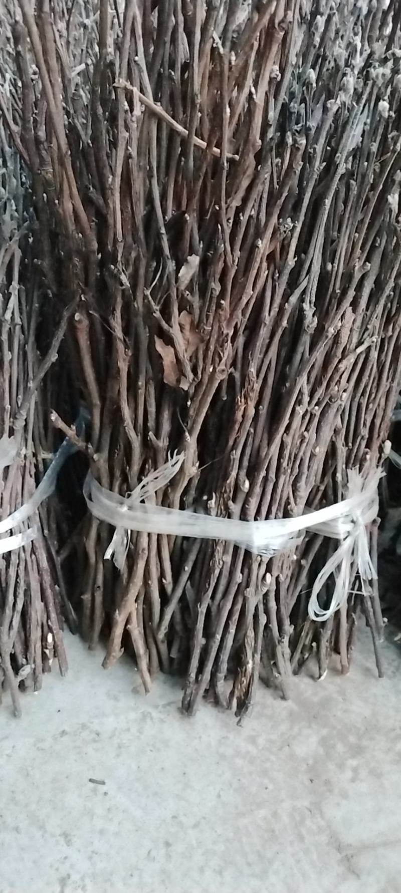 苹果卵枝，金蝉金蝉卵枝