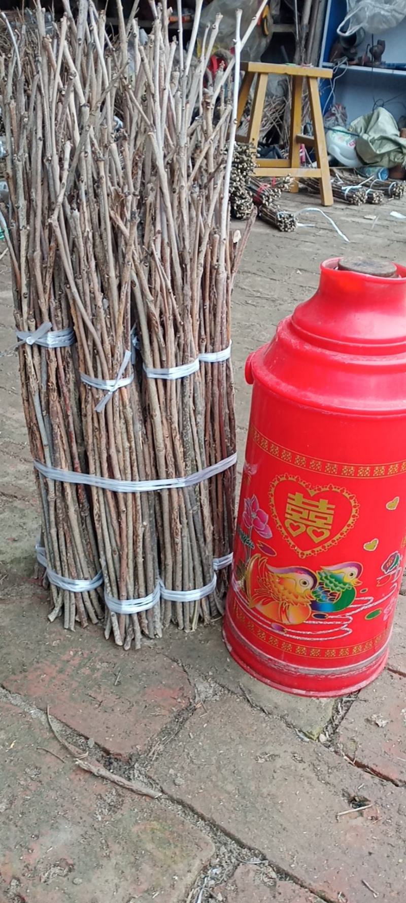 苹果卵枝，金蝉金蝉卵枝