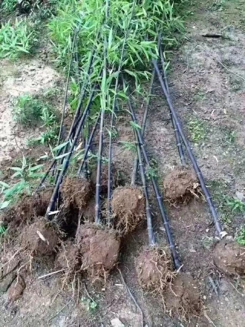 刚竹