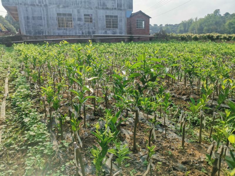 新会柑苗，陈皮柑，又叫茶枝柑，