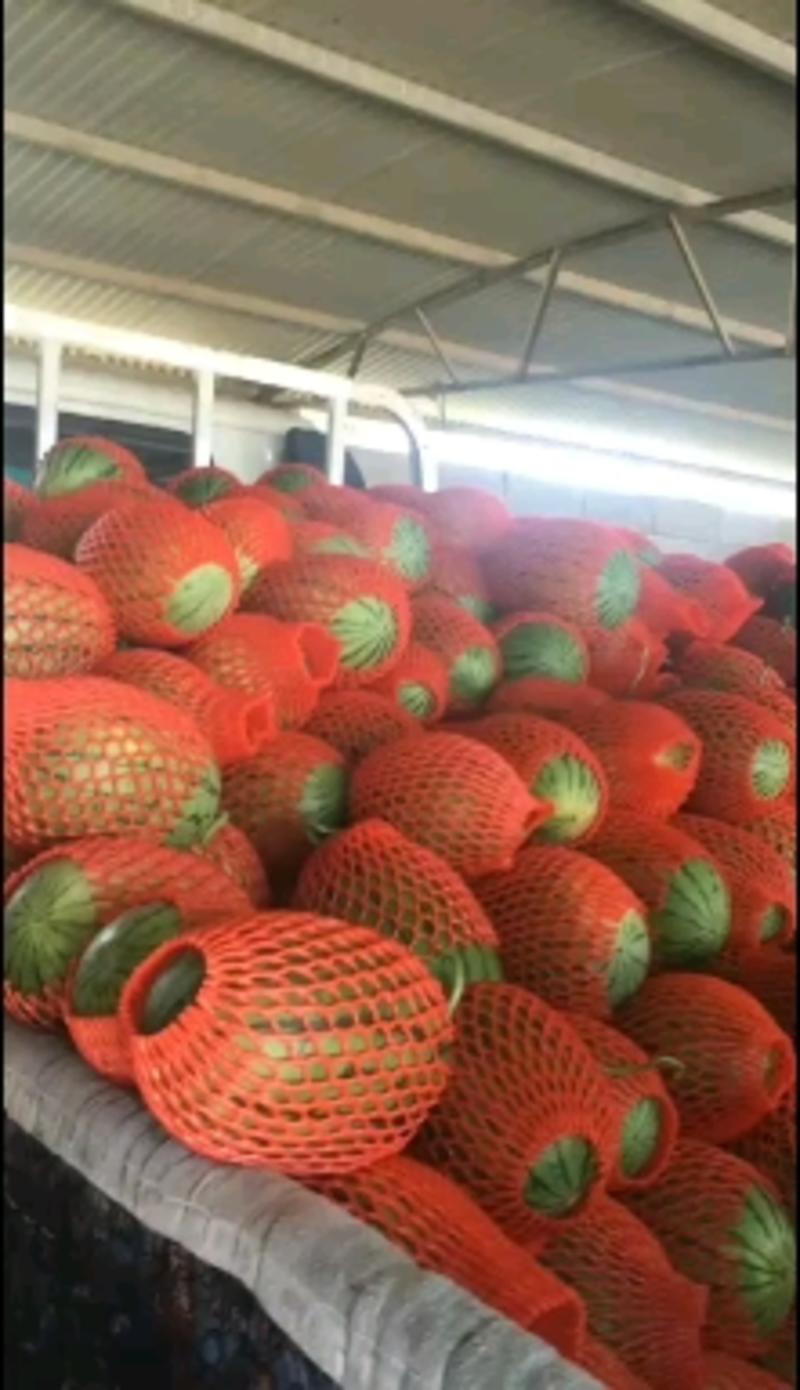 潍坊麒麟西瓜，小糖丸西瓜大量供应保质保量产地直供量大质优