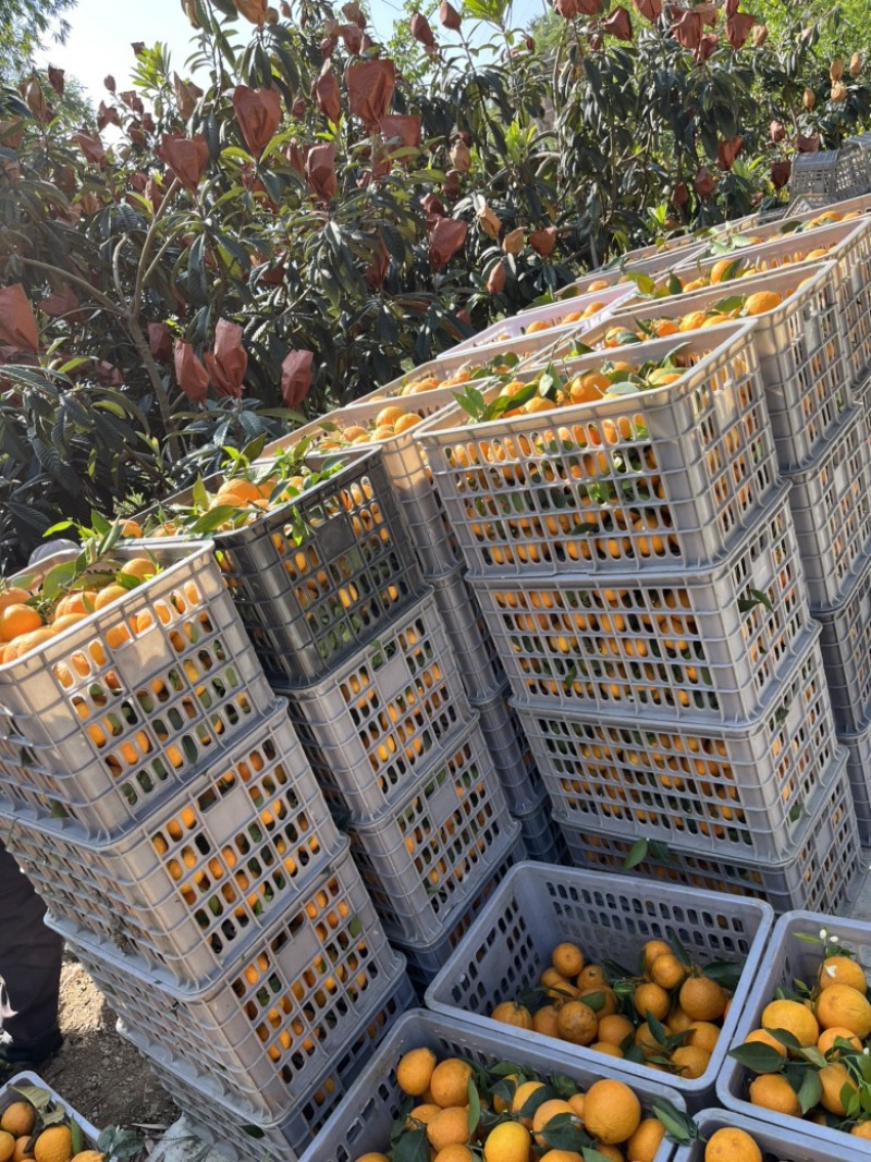 黄果柑