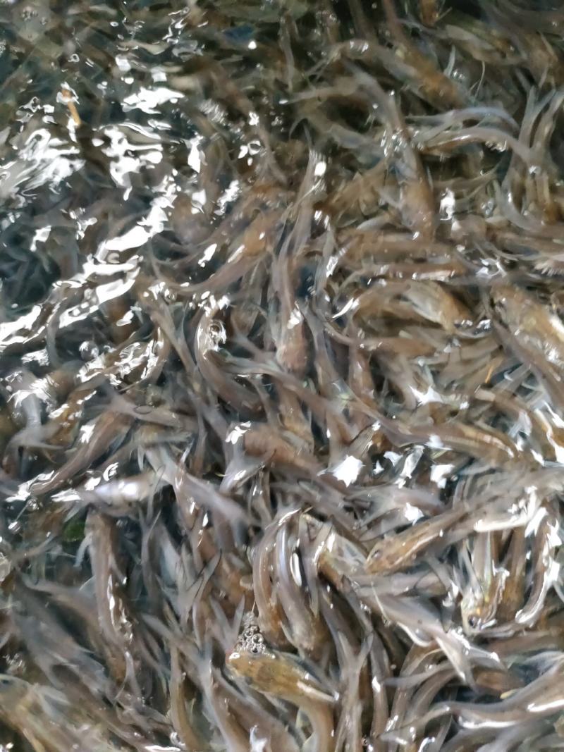 叉尾鱼苗，斑点叉尾鮰鱼苗自家养殖场自养自销