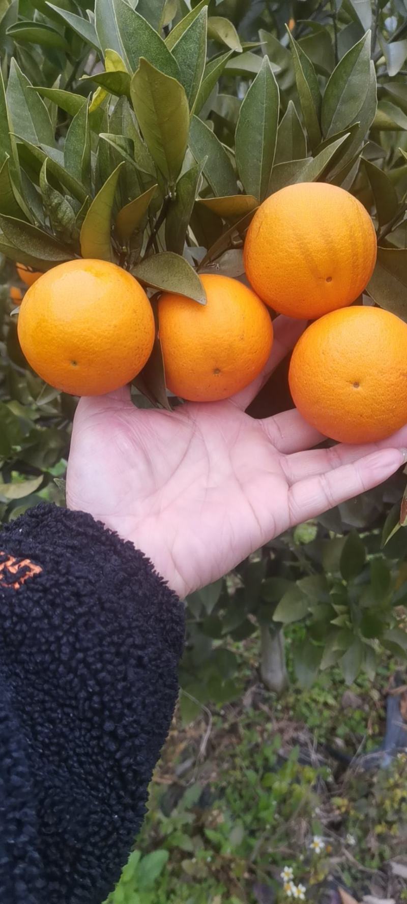 夏橙靓货大量上市，品种齐全，规格型号齐全质量优等