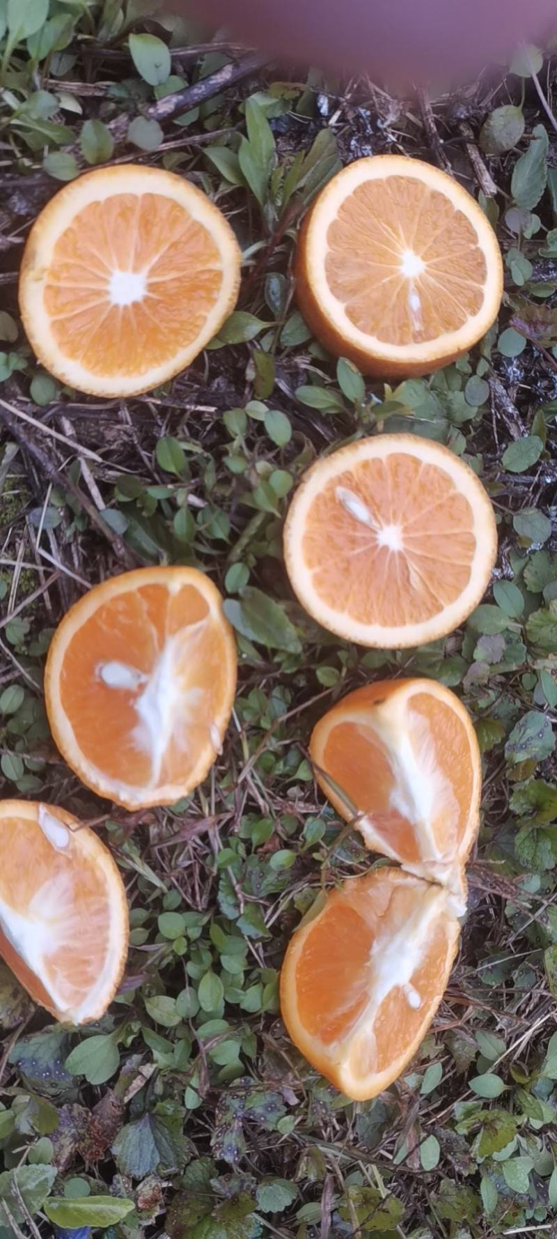 夏橙靓货大量上市，品种齐全，规格型号齐全质量优等