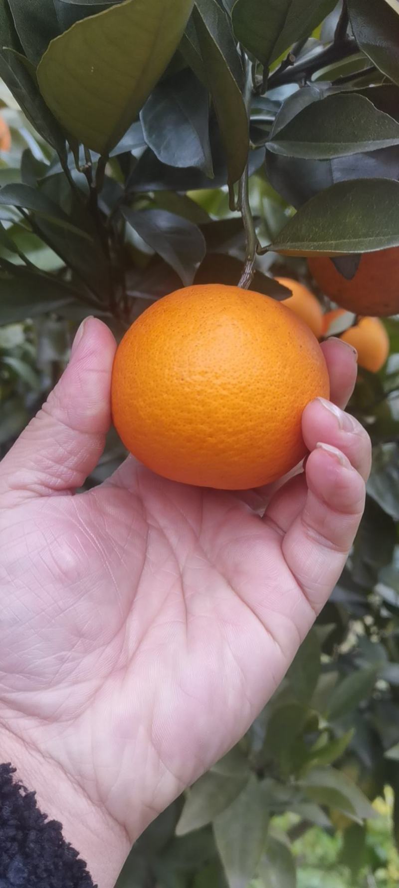 夏橙靓货大量上市，品种齐全，规格型号齐全质量优等