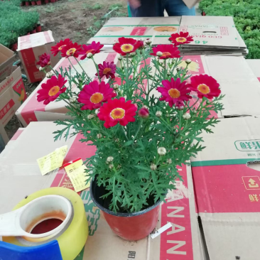 玛格丽特，上市可绿化使用，量大优惠需要老板联系