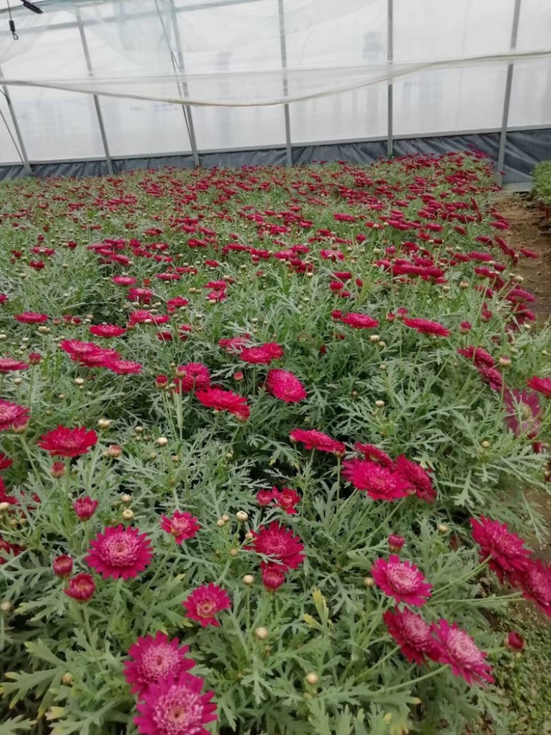 玛格丽特，上市可绿化使用，量大优惠需要老板联系