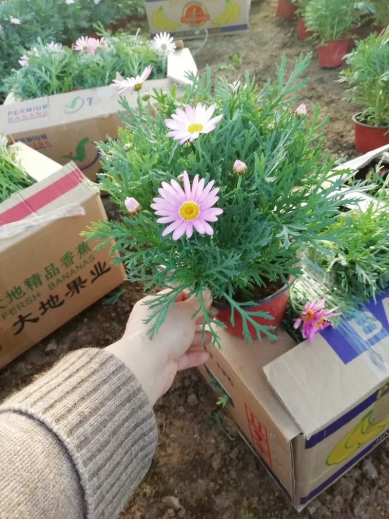 玛格丽特，上市可绿化使用，量大优惠需要老板联系