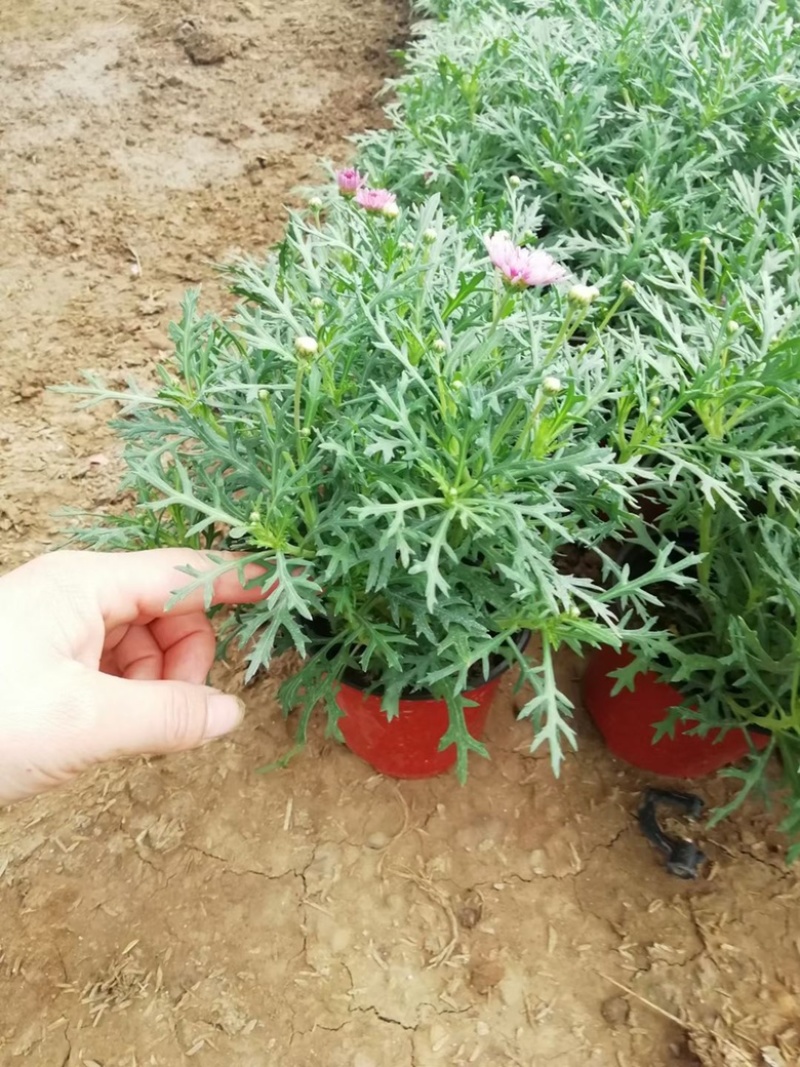玛格丽特，上市可绿化使用，量大优惠需要老板联系