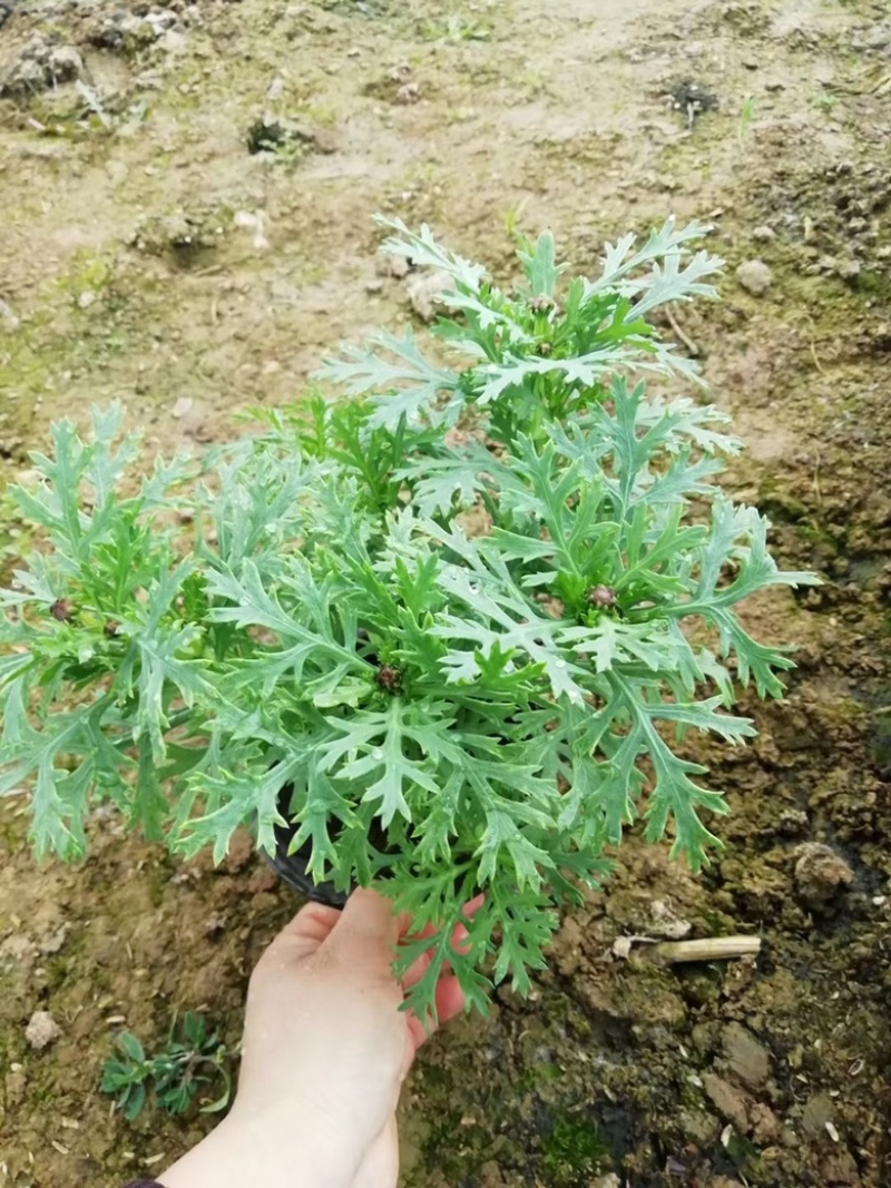 玛格丽特，上市可绿化使用，量大优惠需要老板联系